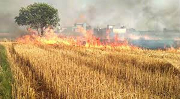Read more about the article سیالکوٹ،گندم کی کھڑی فصل میں آگ لگنے کے متعدد واقعات،ریسکیو 1122 کی بروقت کارروائیاں