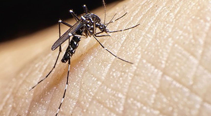You are currently viewing مچھروں کی 35 سو اقسام میں سے 50فیصد انسانی زندگی کو متاثر کررہی ہیں، ماہرین حشریات