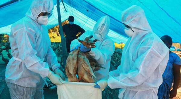 Read more about the article بھارتی ریاست کیرالہ میں برڈ اور سوائن فلو کی وبائیں پھیل گئیں