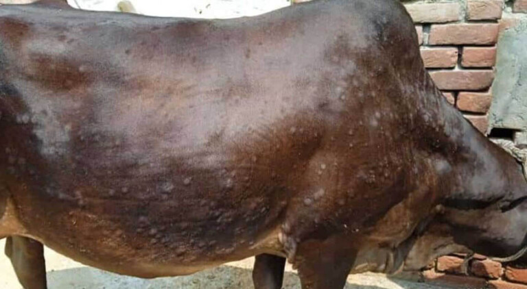 Read more about the article بھارت، لمپی اسکن وائرس 15 ریاستوں تک پھیل گیا،ایک لاکھ مویشی ہلاک