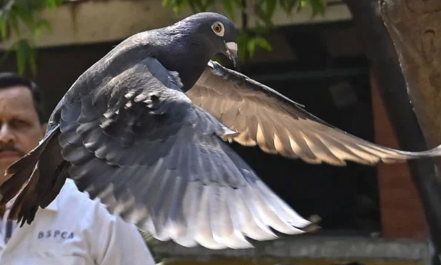Read more about the article چینی جاسوس ہونے کا شبہ، پکڑا گیا کبوتر بھارتی قید سے آزاد
